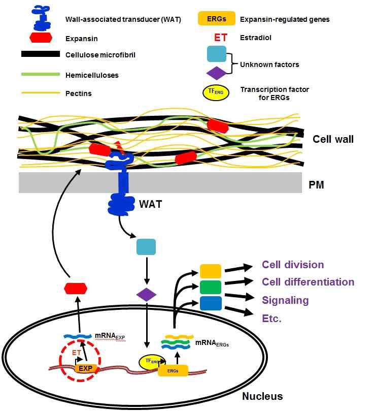 세포벽 풀림에 따른 신호 전달 체계 모식도. 유도성 물질에 의해 과발현된 expansin은 세포벽으로 수송되어 세포벽을 풀림시킨다. 세포벽의 물리적인 풀림으로 세포막 단백질에 자극을 준다. WAT(wall-associated transducer)에 의해 세포 내부로 신호가 전달되어 핵에서 전사체 발현이 조절 된다