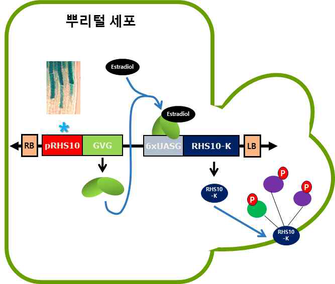 Estradiol 유도 RHS10 발현 시스템. GVG 단백질이 뿌리털 특이적으로 발현하도록 RHS10 프로모터를 형질전환하였다 (pRHS10). GVG 단백질이 estradiol과 반응하여 6XUASG에 결합하고 그로 인하여 RHS10-kinase 단백질이 만들어진다. RHS10-kinase는 막단백질이므로 세포막으로 이동하고 타깃 단백질을 인산화 (P) 시킨다
