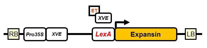 Estradiol 유도 expansin 발현 시스템. 유식물체 전체에 expansin을 발현하기 위해 35S 프로모터를 사용할 것이다. 전체에서 발현하는 XVE는 유도물질인 estradiol과 결합하여 expansin을 발현