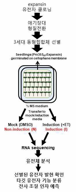 Estradiol 유도 EXPANSIN 형질전환체를 이용한 transcriptome 분석 실험 흐름도. EXPANSIN 유전자 클로닝 후 3세대 동형접합체 선별하여 EXPANSIN의 발현을 유도시킨다. Estradiol 비-처리군과 처리군에서 RNA를 추출한 후 유전체 분석을 진행하여 타깃 유전자 발현 조절 메커니즘을 규명