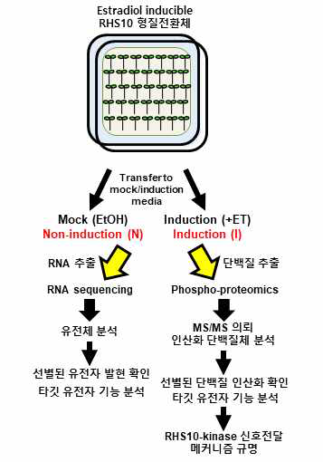 Estradiol 유도 RHS10 형질 전환체를 이용한 transcriptome 분석과 인산화 단백질체 분석 실험 흐름도. Estradiol 처리군과 비-처리군에서 RNA와 단백질을 추출하여 RNA sequencing과 phospho-proteomics를 진행했다