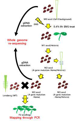 EMS 유도 mutagenesis의 실험 흐름도. 유전자형이 식별된 M3 세대의 식물체와 야생형을 인공수분하여 얻은 자손 2세대를 이용하여 유전자 지도 그리기를 할 것이다. 또한, M3 세대의 gDNA를 이용하여 whole genome re-sequencing을 수행하여 유전자 지도를 통해 얻은 결과와 비교하여 돌연변이 유전자를 찾는다