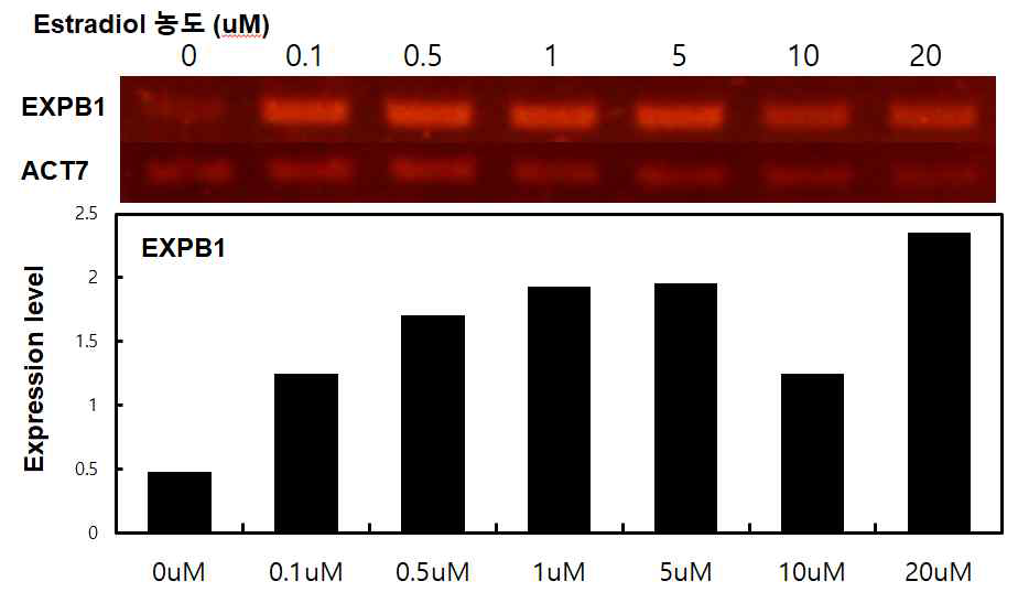 Estradiol 농도별 EXPB1 전사량. 0.5 μM에서 EXPB1의 전사량이 포화에 가깝다