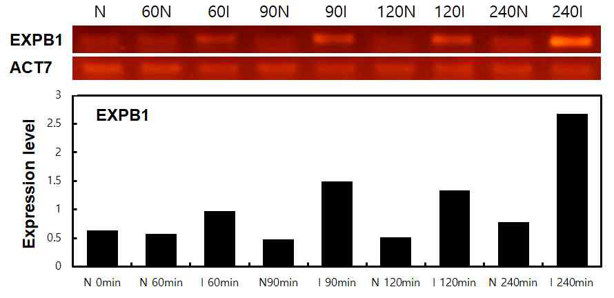 유도성 물질 처리 시간별 EXPB1 전사량. 처리 후 240분에서 가장 높게 발현된다