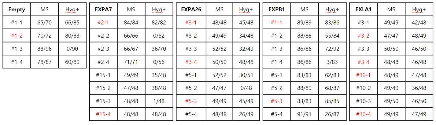 Expansin 형질전환체의 3세대 동형접합체 라인 선별 결과. 3세대 종자를 mock과 hygromycin이 포함된 배지에서 각각 키워 발아율과 형질전환된 개체를 선별하였다. 동형접합체 라인을 빨간색으로 표기하였다