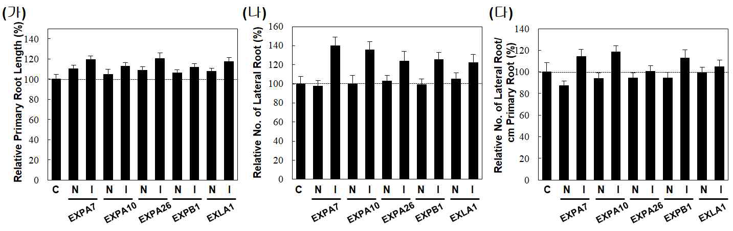 Estradiol-유도 Expansin의 발현에 따른 주뿌리 길이와 곁뿌리의 수. Estradiol을 처리하지 않은 대조군(N)과 발아부터 생장동안 estradiol 처리한 실험군(I)에서 대조군 포함 5가지 유전자형 식물체의 주뿌리와 곁뿌리 수를 측정했다(가, 나). EXPA7, EXPA10, EXPB1, EXLA1에서 곁뿌리의 발생이 증가했다(다)