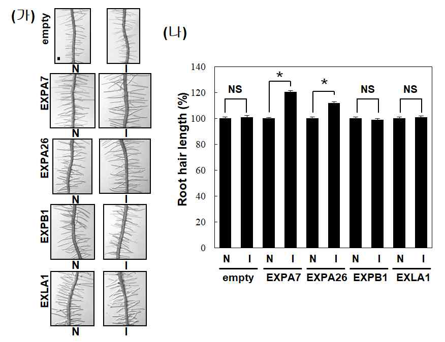 Estradiol-유도 Expansin의 발현에 따른 뿌리털 표현형. Estradiol을 처리하지 않은 대조군(N)과 estradiol 처리하여 Expansin 발현을 24시간 유도한 실험군(I)에서 뿌리털 대표사진(가)과 길이를 측정하였다(나)