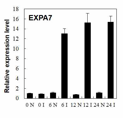 iEXP시스탬에서 EXPA7의 실시간 역전사 중합효소 연쇄반응 결과. EXPA7의 전사량이 6시간에서 포화됨을 알 수 있다