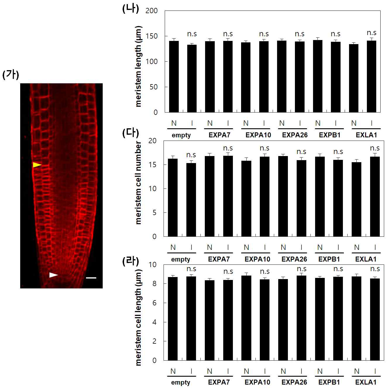 EXP- 과발현에 따른 뿌리 정단분열조직의 길이와 세포 수