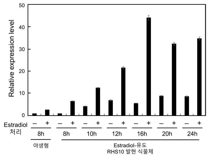 Estradiol 처리 후 RHS10 mRNA 발현 변화 최적의 RHS10 발현 시기를 찾기 위하여 시간에 따라 estradiol을 처리하고, 뿌리의 RHS10 mRNA 발현량을 확인하였다