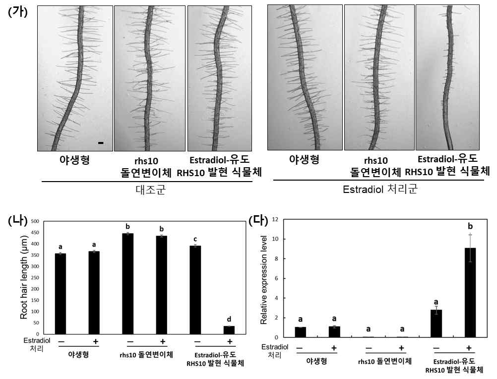 야생형, rhs10 돌연변이체, estradiol-유도 RHS10 발현 식물체에 대조군/estradiol 처리 군에서 나타나는 뿌리털 표현형 Estradiol을 처리하지 않은 대조군과 20시간 동안 estradiol 처리한 실험군(estradiol 처리군)에서 세가지 유전자형 식물체의 뿌리털을 관찰하였을 때 estradiol-유도 RHS10 발현 식물체에서만 estradiol 처리 시 뿌리털 길이가 획기적으로 짧아지는 것을 보았다(가, 나). 이러한 표현형이 나타날 때 RHS10 mRNA의 양이 증가한 것을 함께 확인하였다(다)