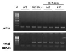 Semi-qRT PCR을 통하여 RHS10 mRNA 수준을 확인. eRHS10ox의 RHS10 mRNA 과발현을 확인하기 위하여 actin mRNA 양을 기준으로 RHS10 mRNA 수준을 확인하였다