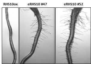 교배에 사용할 eRHS10ox의 뿌리털 표현형 확인. 뿌리털 길이 신장이 억제된 RHS10ox와 달리 EMS-유도 돌연변이가 있는 eRHS10ox #47과 #52는 뿌리털 길이 신장이 억제되지 않았다