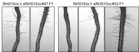 RHS10ox X eRHS10ox F1 뿌리털 표현형 관찰. RHS10ox X eRHS10ox#47 F1은 모두 뿌리털이 회복되었다. RHS10ox X eRHS10ox#52 F1에서는 뿌리털이 없는 개체, 뿌리털이 짧은 개체, 뿌리털이 긴 개체가 있다