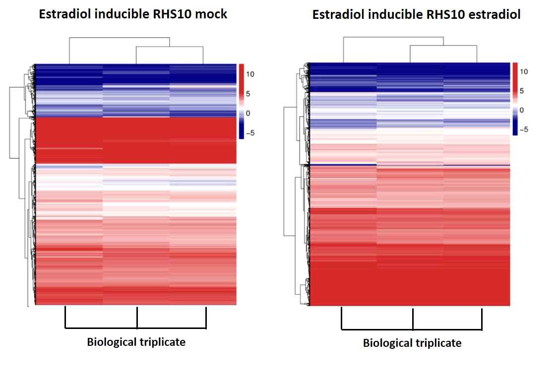 RHS10의 전사체 조절: 전사체 변화 양상 (DEG, Differential expressed gene)의 heatmap Estradiol 유도 RHS10 형질전환체의 RNA 발현 증감을 heatmap으로 표현. 대조군으로는 mock 처리한 Estradiol 유도 RHS10 형질전환체. Mock은 0.05% ethanol, estradiol은 10μM 처리. 빨간색은 RHS10에 의해 발현이 증가한 전사 체, 파란색은 감소한 전사체를 나타낸다. 세 번의 반복을 통해 실험으로 정확도를 높였다