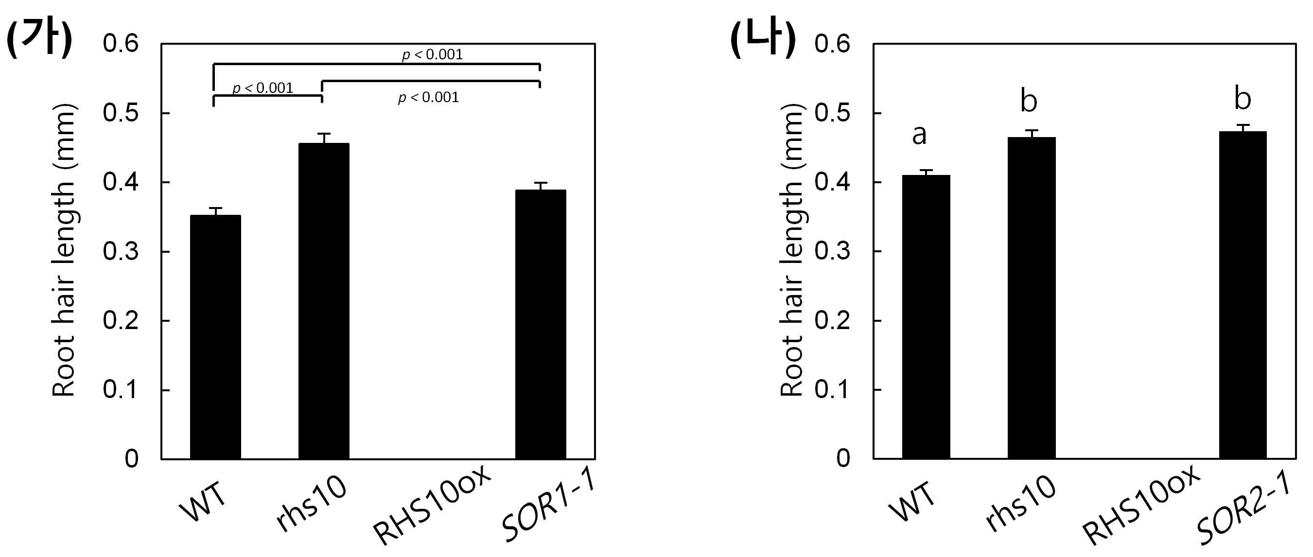 SOR1과 SOR2의 돌연변이체 뿌리털 표현형