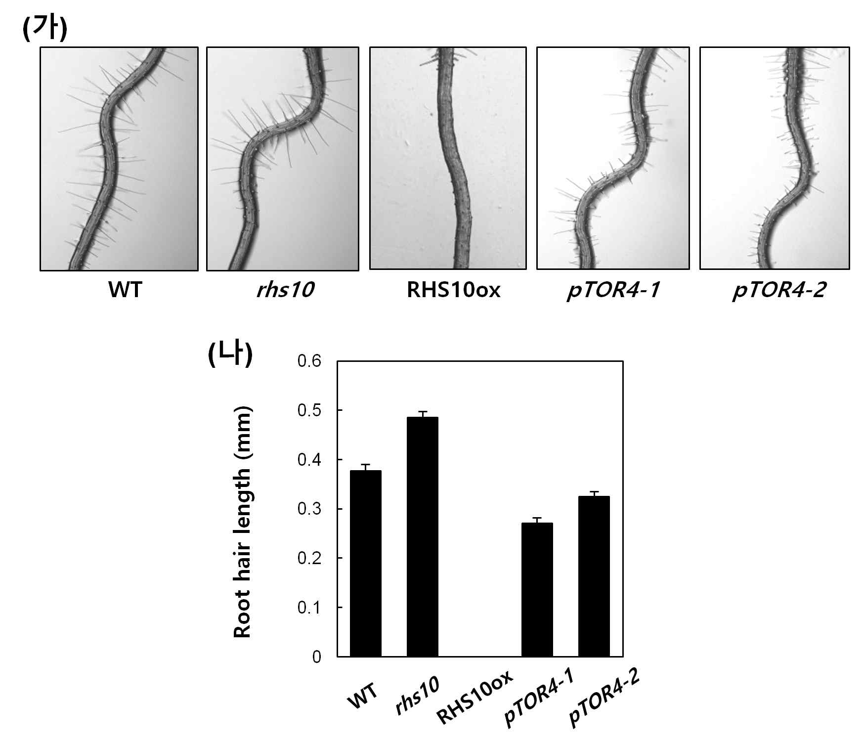 pTOR4 돌연변이체의 뿌리털 표현형