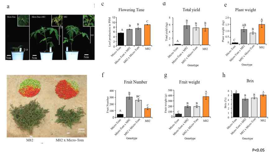 M82와 Micro-Tom간 잡종의 수확관련 형질 및 유전패턴