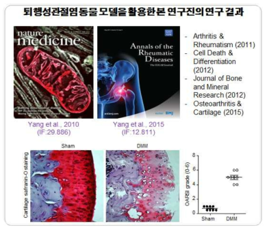 퇴행성관절염 동물모델의 연구 결과