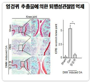 엉겅퀴 추출물에 의한 퇴행성관절염 억제 효과