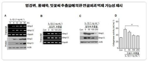 엉겅퀴, 황해쑥 및 잇꽃씨 추출물의 연골파괴 억제 효과