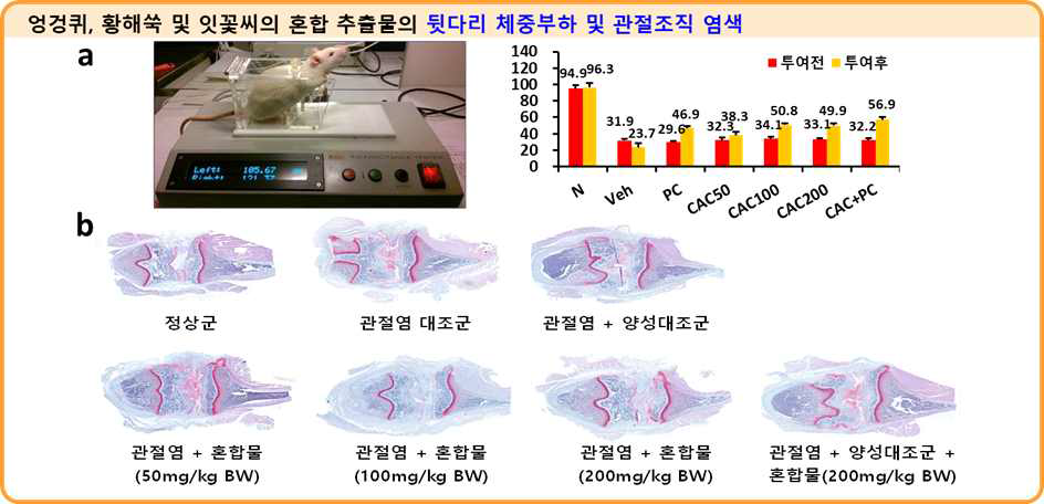 엉겅퀴, 황해쑥 및 잇꽃씨 혼합물의 농도별 투어에 따른 뒷다리 체중 부하 평가