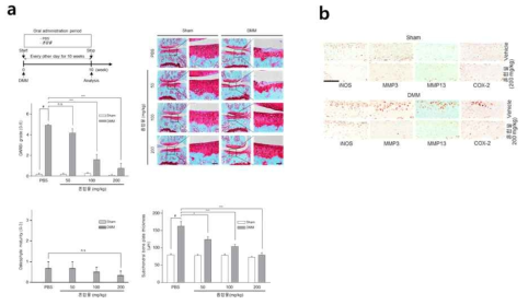 a. 급성 관절염 모델에서 농도별 추출물 처리 효과 b. 200mg 처리에 대한 iNOS, MMP3, MMP13, Cox-2 활성