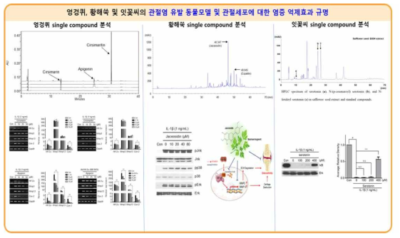 엉겅퀴, 황해쑥 및 잇꽃씨에 포함되어 있는 단일 성분에 의한 퇴행성관절염 억제능 결과