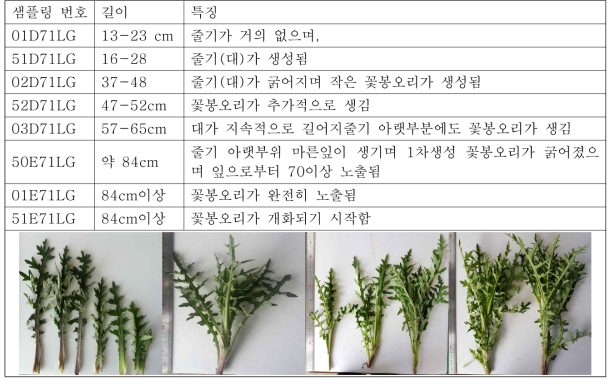 엉겅퀴 채취물 성장특성