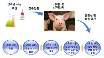 안전성 및 효능 평가 실험 개요