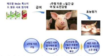 경구용 재조합 Stx2e 톡소이드 급여 후 백신의 효능 평가 실험 개요