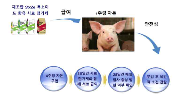 재조합 Stx2e 톡소이드 급여 후 안전성 평가 실험 개요