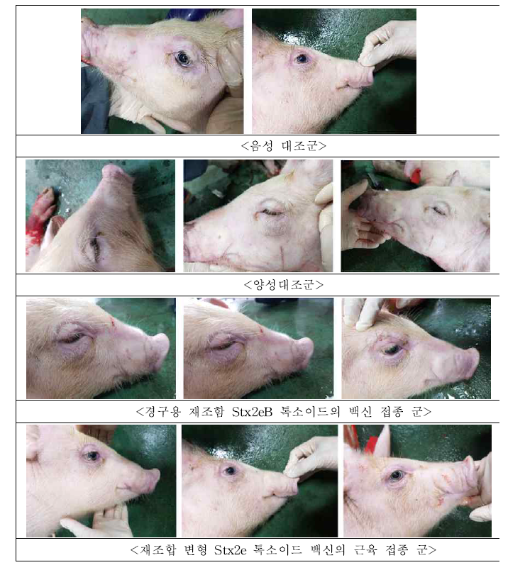 경구용 재조합 Stx2eB 톡소이드의 백신효능 평가