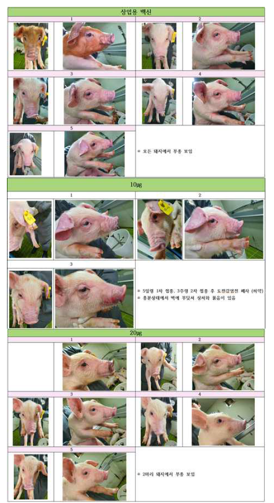 재조합 변형 Stx2e 톡소이드의 백신 근육접종 후 부종병 방어 효과