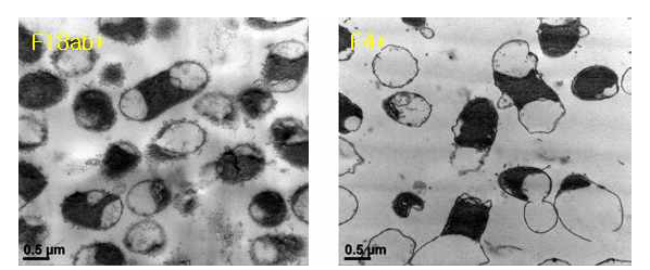 F18ab+ 및 F4+ 사균체 TEM 이미지