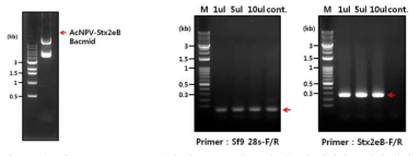 재조합 AcNPV Bacmid 분리 및 RT-PCR을 통한 재조합 바이러스 제작 확인