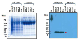 SDS-PAGE(좌) 및 western blot(우)을 통한 Sf9 세포 내 Stx2eB 단백질 발현분석