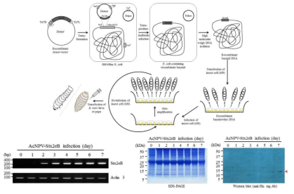 Stx2eB 생산 과정 및 RT-PCR과 western blot을 통한 Stx2eB 발현분석