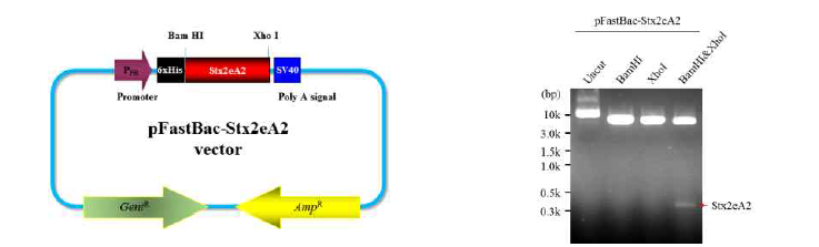 전이벡터 pFastBac-Stx2eA2의 모식도 및 제한효소 절단자리 분석