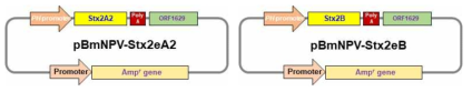 pBmNPV-Stx2eA2 및 Stx2eB 전이벡터의 모식도