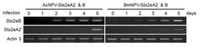 NPV 바이러스 감염 누에의 Stx2eA2 및 B 유전자 발현분석