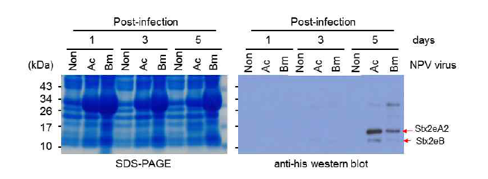바이러스 감염 누에의 Stx2eA2 및 B 단백질 발현분석