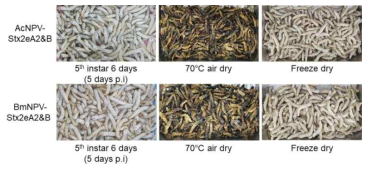 생산된 AcNPV 및 BmNPV 바이러스 감염 누에