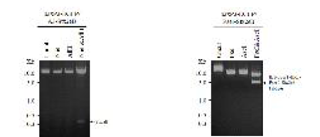 p3xP3-EGFP/A3-Stx2eB 및 p3xP3-EGFP/Pser-Stx2eB 벡터의 제한효소 검정