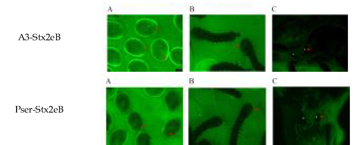형광현미경 검경을 통한 A3-Stx2eB 및 Pser-Stx2eB 형질전환 누에 선발