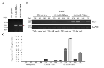 RT-PCR을 이용한 F3 세대 형질전환 누에의 Stx2eB 유전자 발현 분석
