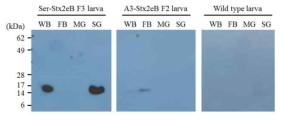 Western blot을 이용한 F3 세대 형질전환 누에의 Stx2eB 단백질 발현분석