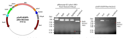 전이벡터 p3xP3-EGFP/Pser-Stx2eB의 모식도 및 벡터 제작 검증