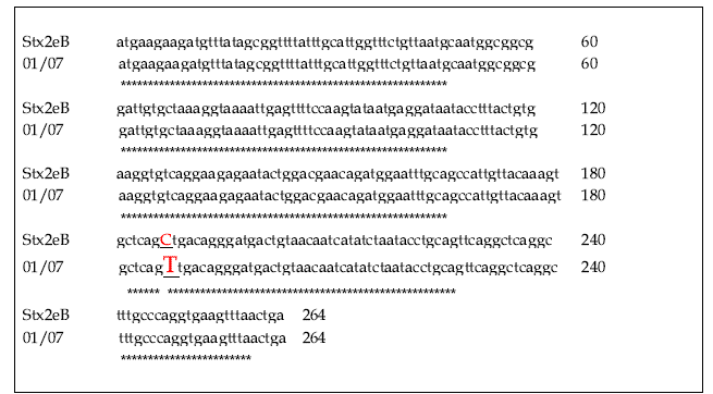 E. coli Shiga toxin strain 별 Stx2eB 유전자 전체 염기서열 비교 분석 결과, C→T