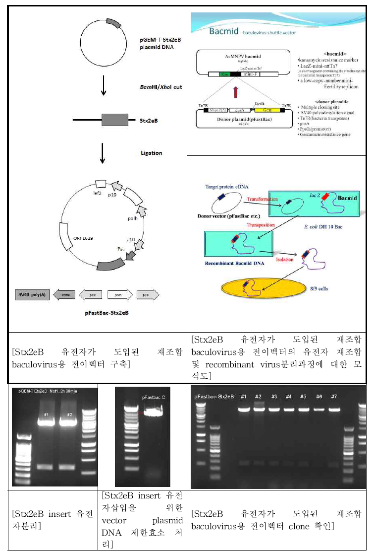 Stx2eB 유전자 발현을 위한 증식성 재조합 바이러스 전이벡터 구축과정